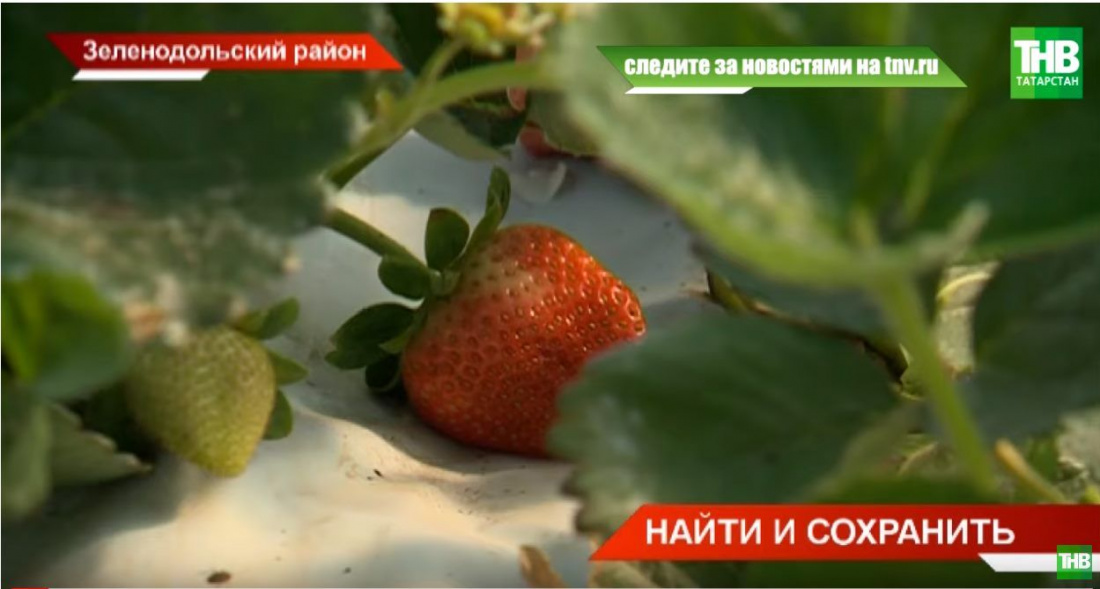 Татарстан завалит Россию клубникой