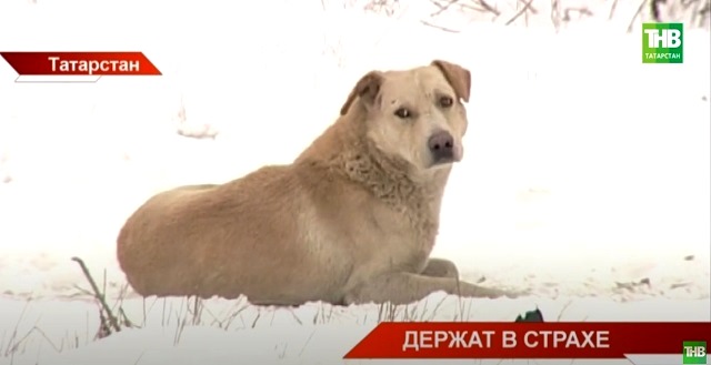 ТНВ выяснил, удалось ли поймать собак, держащих в страхе жителей поселка Аметьево