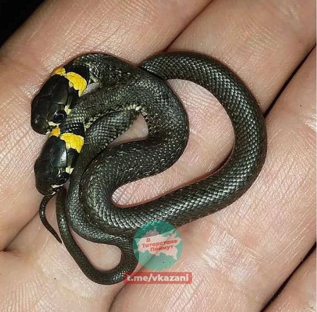 Житель Бугульминского района Татарстана наткнулся на «змея горыныча»