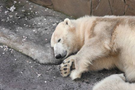 Из-за теплого января в Казанском зооботсаду проснулись медведи