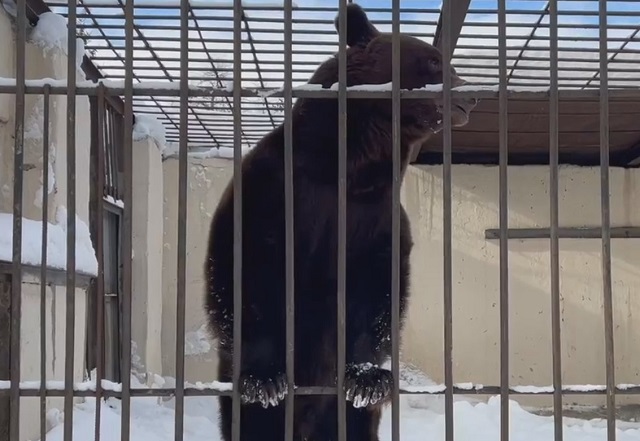 Казанский зооботсад поделился кадрами пробуждения от зимней спячки медведя Фомы 