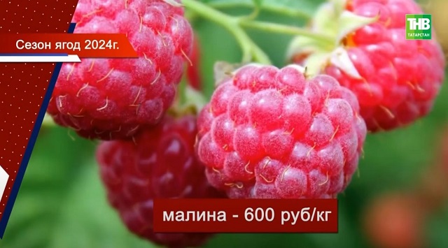 «Золотые» ягоды: что не так в плодово-овощном хозяйстве РТ, и что говорят экономисты?