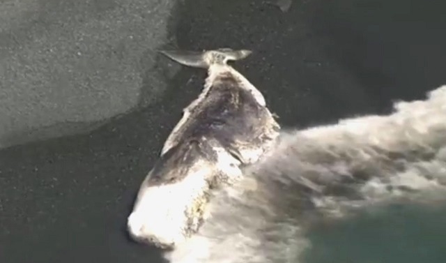 На берег выброшен грозою. Кашалота выбросило на берег. В Индонезии на берег выкинуло 9 метрового кита. В 2013 году мертвого кашалота вынесло на берег Фарерских островов взрыв.