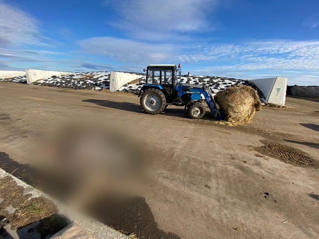 В Татарстане скотник на тракторе насмерть задавил сотрудницу фермы 