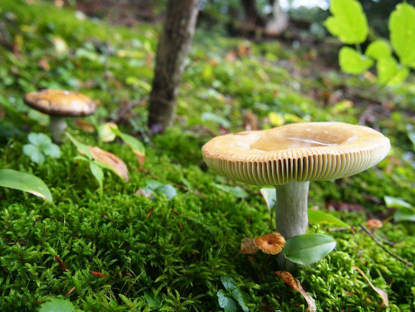 В Татарстане зарегистрировали три случая отравления грибами