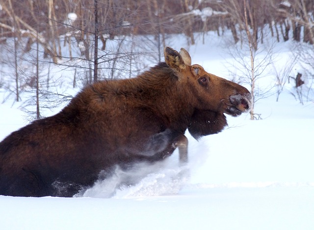 В Татарстане при разделывании туши лося поймали двух браконьеров