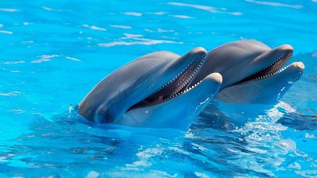 В России запретят вылов животных для дельфинариев