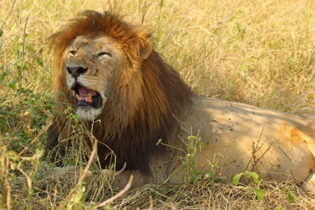 В казанский зоопарк «Река Замбези» переехали три льва