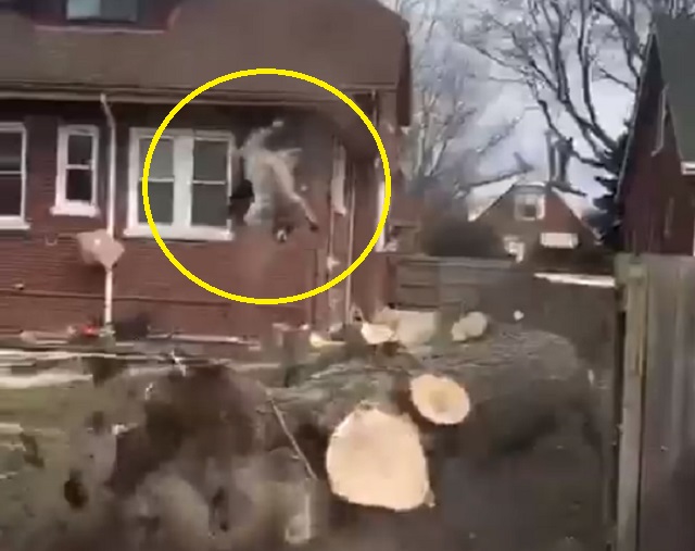 Видео: Коммунальщики лишили енота жилища, спилив дерево во дворе одного из домов
