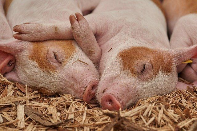 В Татарстане продолжат уничтожать домашних свиней из-за вспыхнувших очагов АЧС
