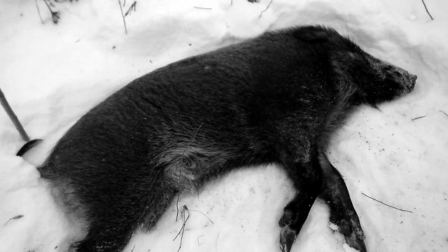 В Татарстане убившие трех кабанов браконьеры попались с поличным 
