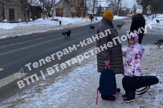 Видео: стая агрессивных дворняг держит в страхе жителей поселка Аметьево в Казани