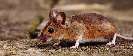 В Казани жители коммуналки жалуются на нашествие мышей