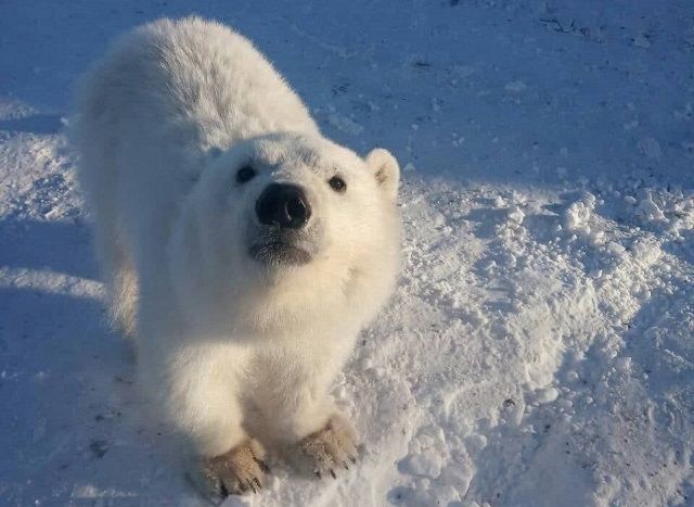 Белый медвежонок, спасенный в Красноярском крае, будет жить в зоопарке – видео