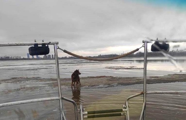 В Казани спасли оторвавшуюся от берега реки на льдине собаку