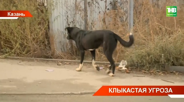 Клыкастая угроза: стаи собак держат в страхе жителей пригорода Казани