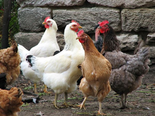 «Крылатый вирус»: птичий грипп может прилететь в Татарстан (ВИДЕО)