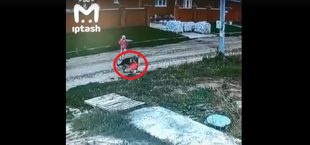 В Татарстане овчарка чуть не загрызла маленькую девочку – видео