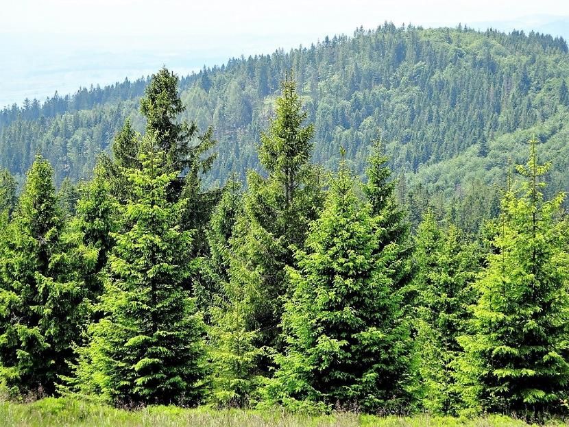 Благодаря нацпроекту в Татарстане восстановили более 2 500 гектаров леса