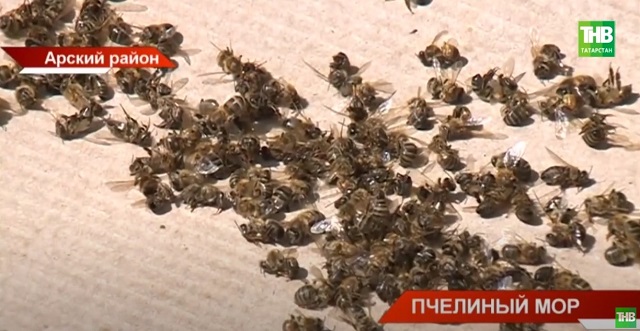 В селе Шека Арского района Татарстана массово гибнут пчелы  - видео