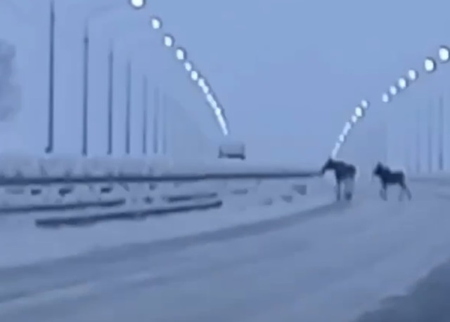 Семейство лосей сняли на видео на трассе М12 в Татарстане 