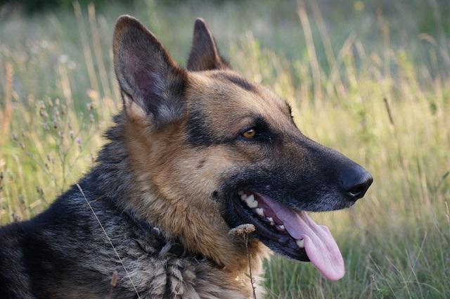 В России могут ввести штраф до 3 000 рублей за выгул собак без намордника