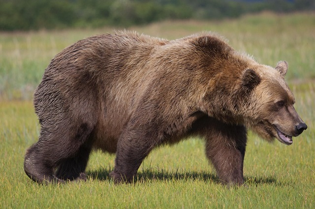 Жителям Татарстана разъяснили, как вести себя при встрече с медведем
