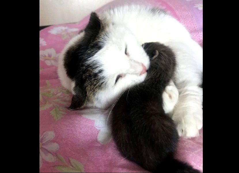 В Татарстане слепая кошка стала мамой для детеныша выдры
