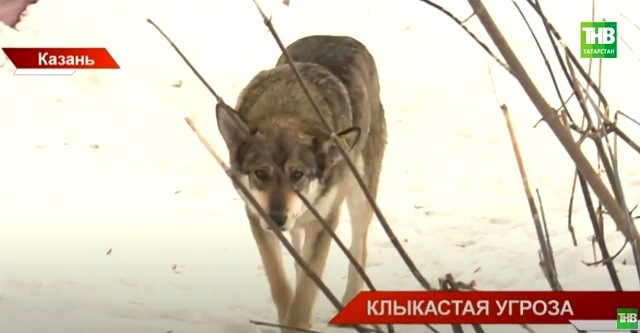 «Клыкастая угроза»: жители Казани вновь бьют тревогу из-за нападающих на них псов