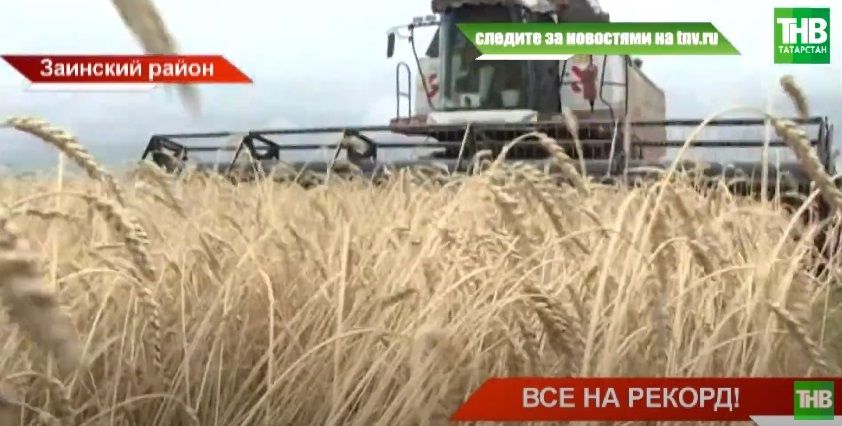 «Идем на рекорд»: Татарстан планирует собрать 5 миллионов тонн зерна – видео