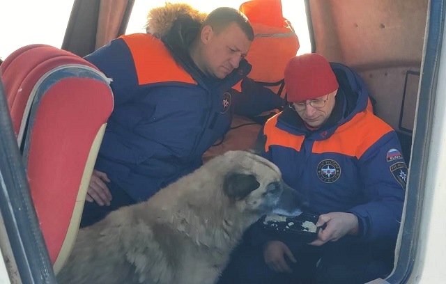 В Татарстане спасли провалившегося под тонкий лед Волги пса