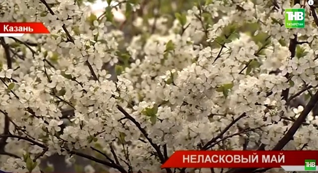 «Неласковый май»: профессор КФУ рассказал, когда в Татарстан придет тепло – видео