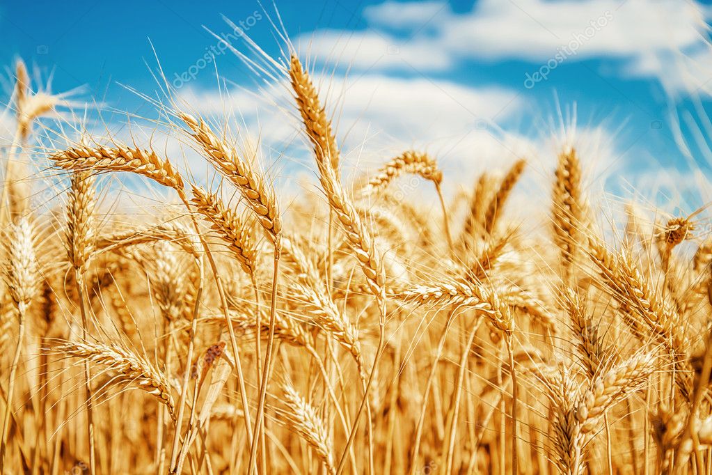Подорожает ли зерно в Татарстане в 2019-м году? (ВИДЕО)