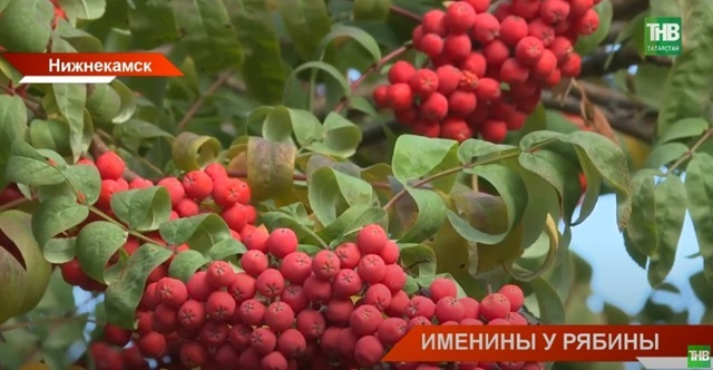 Именины у рябины: как старинный русский праздник решили возродить в Ниженкамске