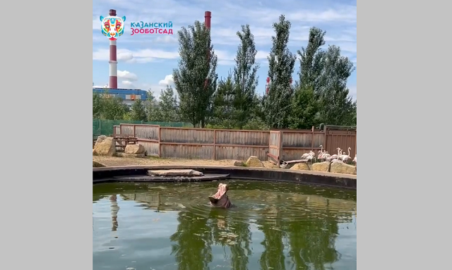 Бегемотиха Захарья порадовала посетителей казанского зооботсада шумным плеском