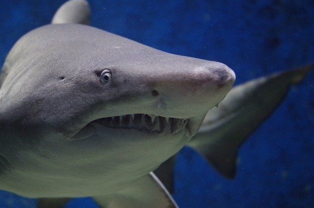 Любитель экстрима едва не стал обедом акулы, совершая прыжок в море – видео 