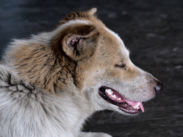 На содержание бездомных собак в Казани планируют потратить 30,9 млн рублей