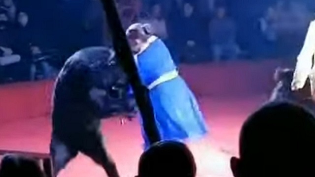 В цирке в Орле медведь напал на беременную ассистентку дрессировщика – видео	