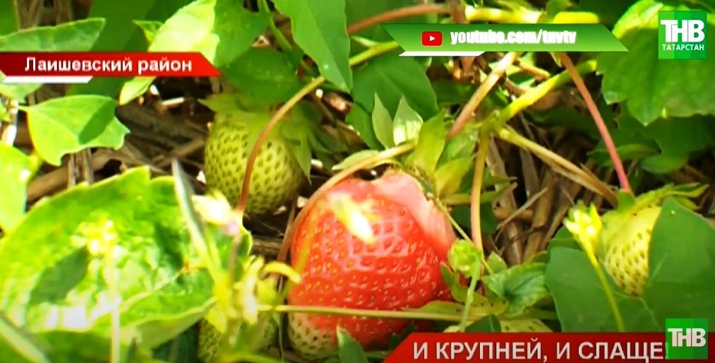 «Клубничные плантации»: в Лаишевском районе Татарстана предприниматель выращивает новый сорт ягоды - видео