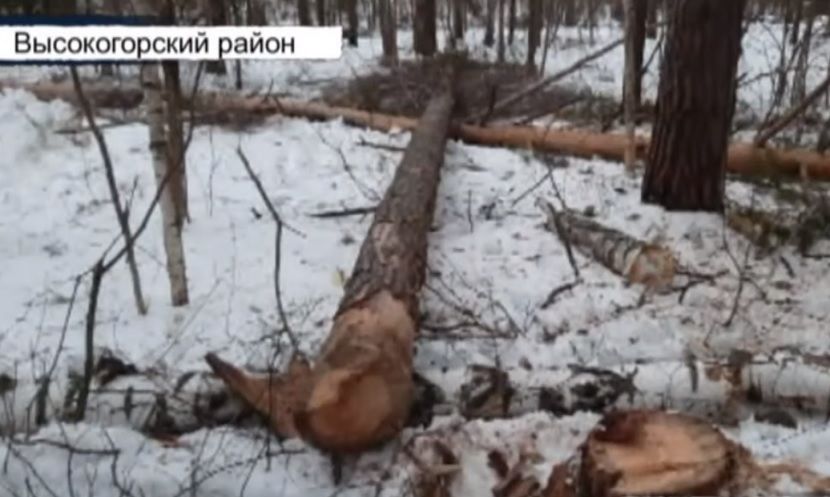 В Татарстане 54-летнему лесорубу размозжило голову упавшее дерево