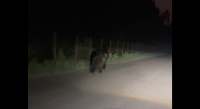 В Татарстане сняли на видео медведя, устроившего «пробежку» вдоль леса