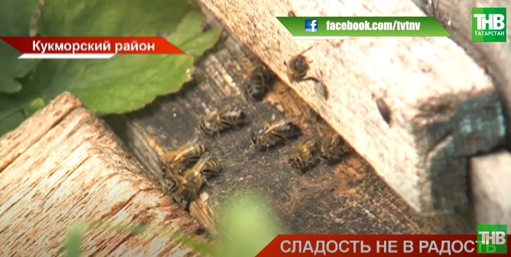 Трагедия медоносов: в Кукморском районе Татарстана массовая гибель пчел - видео
