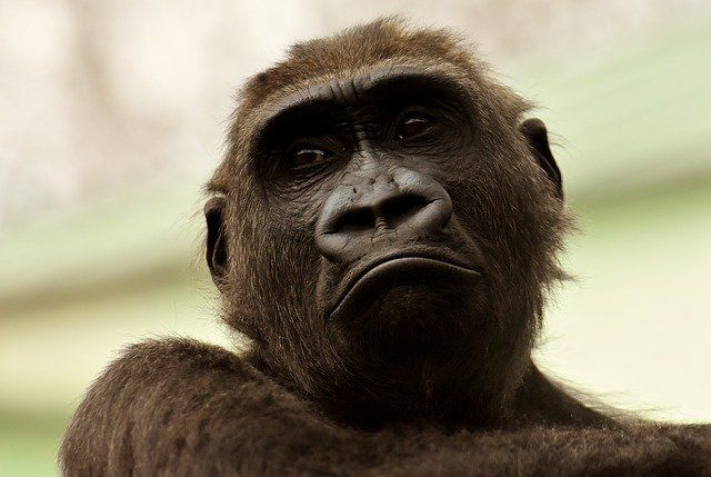 В Китае создадут гибрид человека и обезьяны
