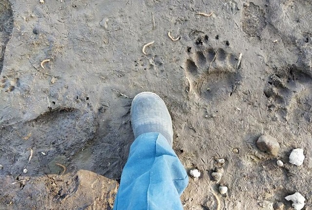 Жители Татарстана опубликовали фото медвежьих следов на берегу Камы