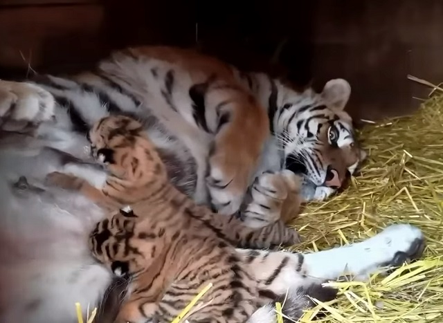 Тигрица Багира из барнаульского зоопарка родила трех тигрят – видео