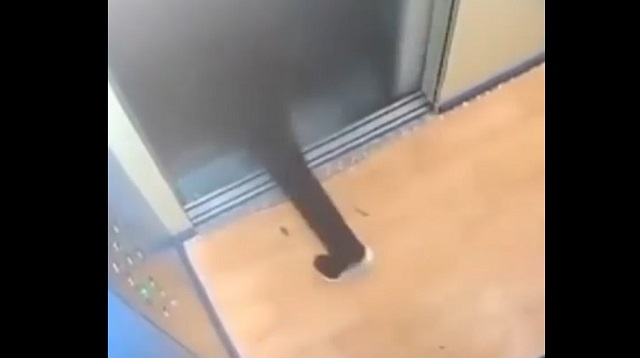 Случайный прыжок парня из поехавшего с открытыми дверями лифта попал на видео