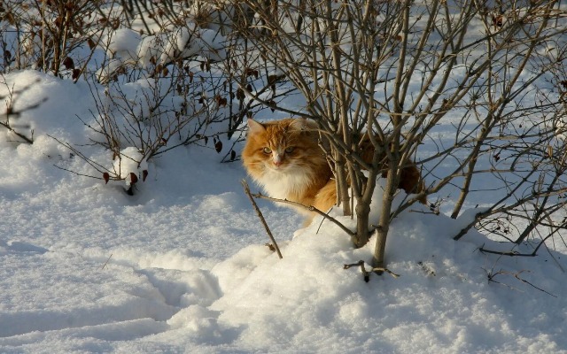Снег и температурные качели ожидаются в Татарстане в конце выходных