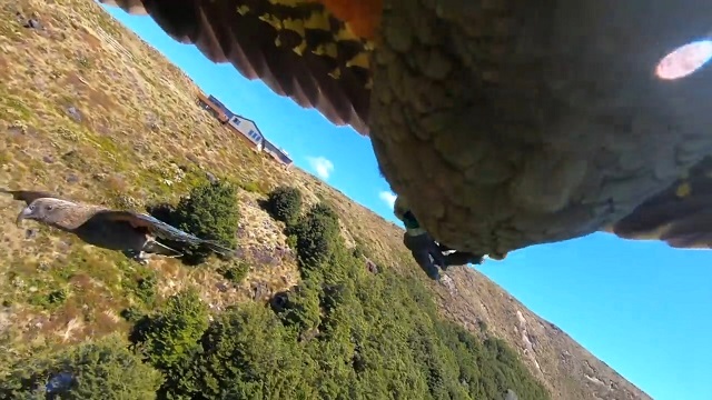 Попугай похитил у туристов экшн-камеру и «снял фильм» о Новой Зеландии — видео