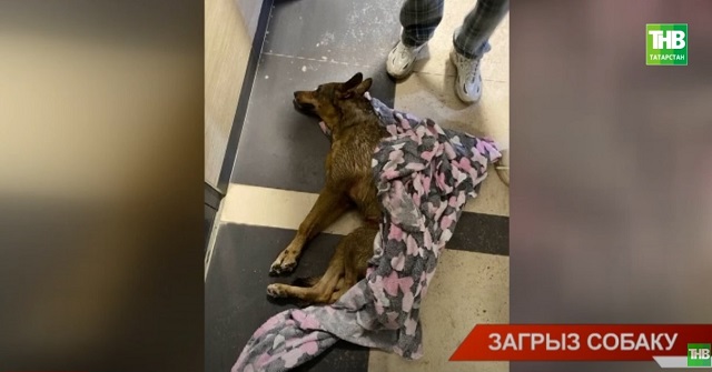 В Казани разыскивают хозяина алабая, насмерть загрызшего бездомного пса возле детсада