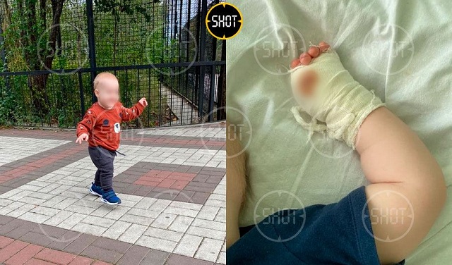 В крымском зоопарке «Тайган» тигр откусил палец годовалому ребенку 